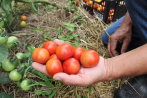 certificacao_de_produtos_organicos_-_tecpar_1